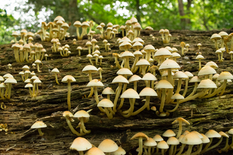 How to identify fungi | London Wildlife Trust